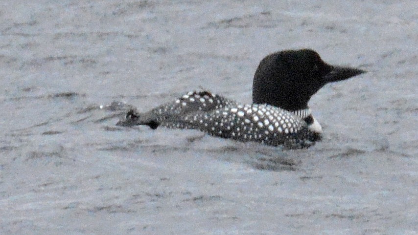 potáplice lední - ML160114561