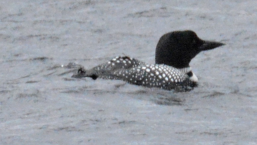 Common Loon - ML160114561