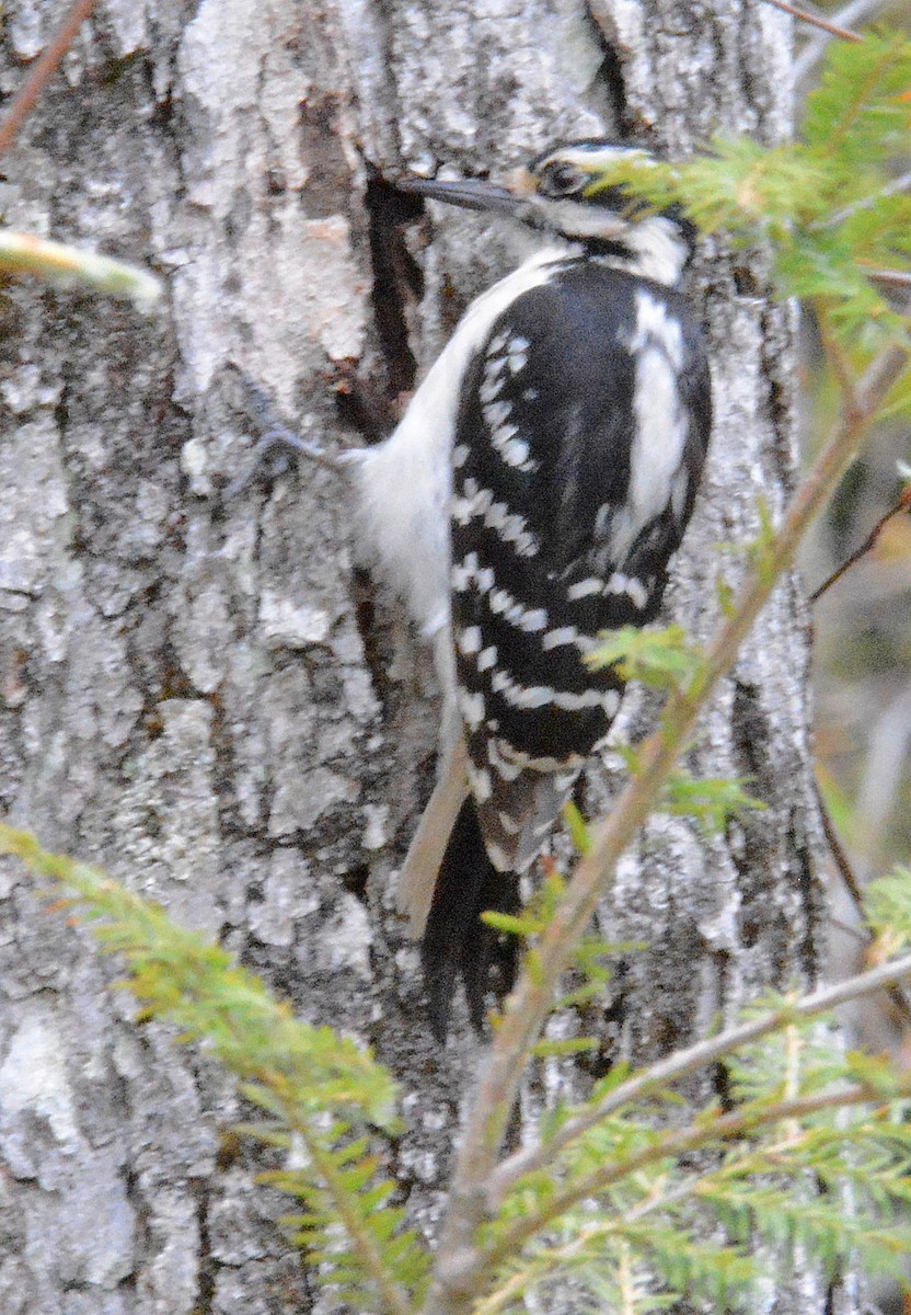 Hairy Woodpecker - Kenneth Butler