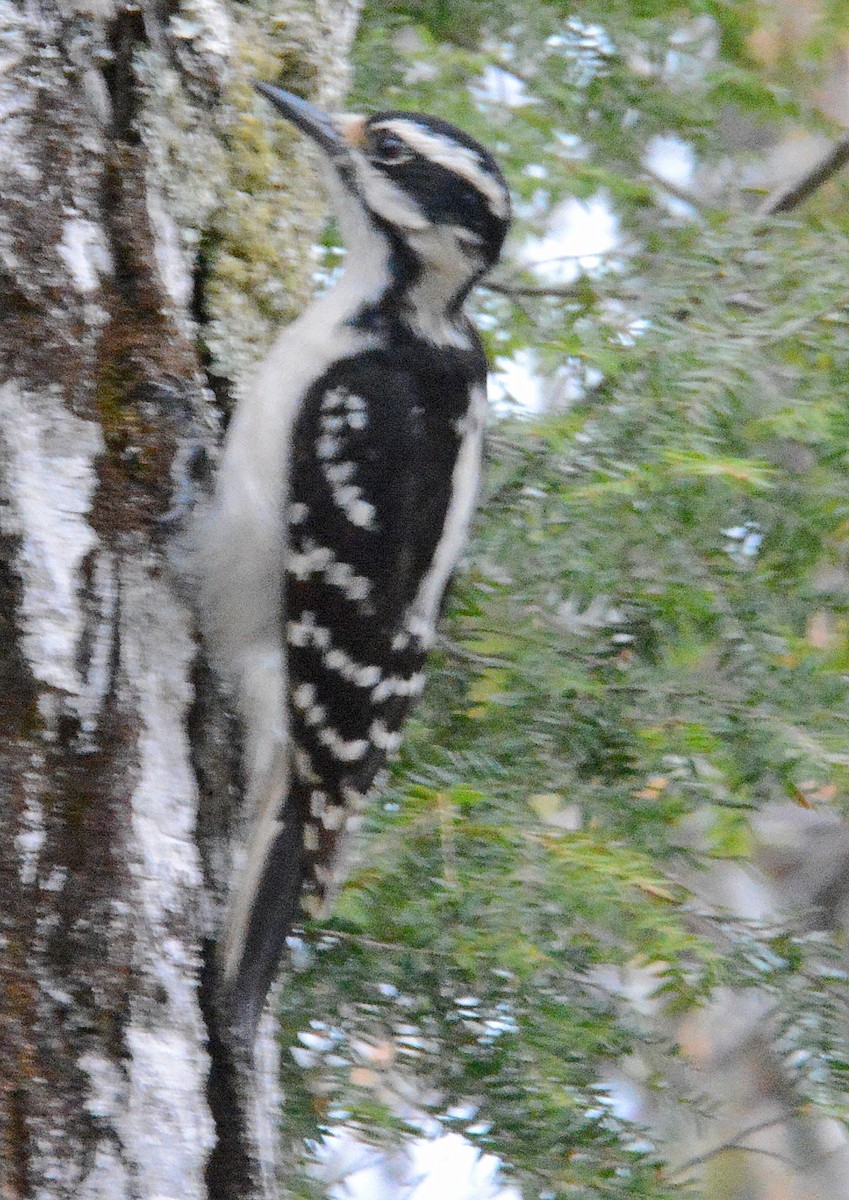 Hairy Woodpecker - ML160114891