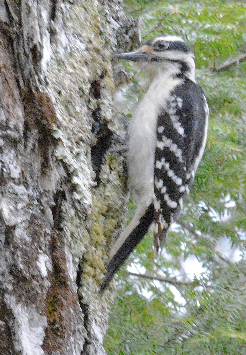 Hairy Woodpecker - ML160114901