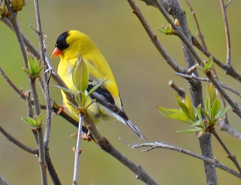 Chardonneret jaune - ML160115251