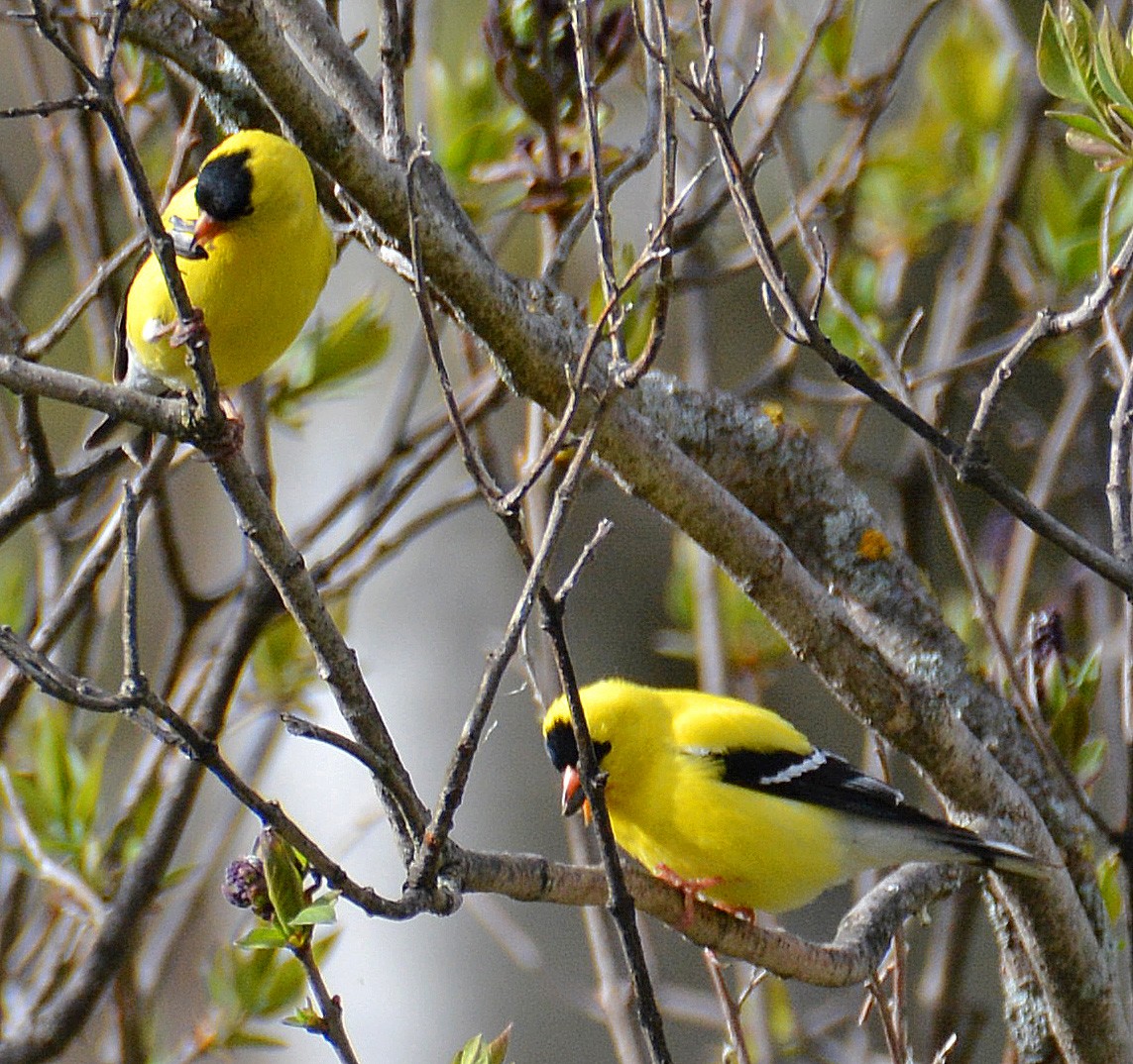 American Goldfinch - ML160115281