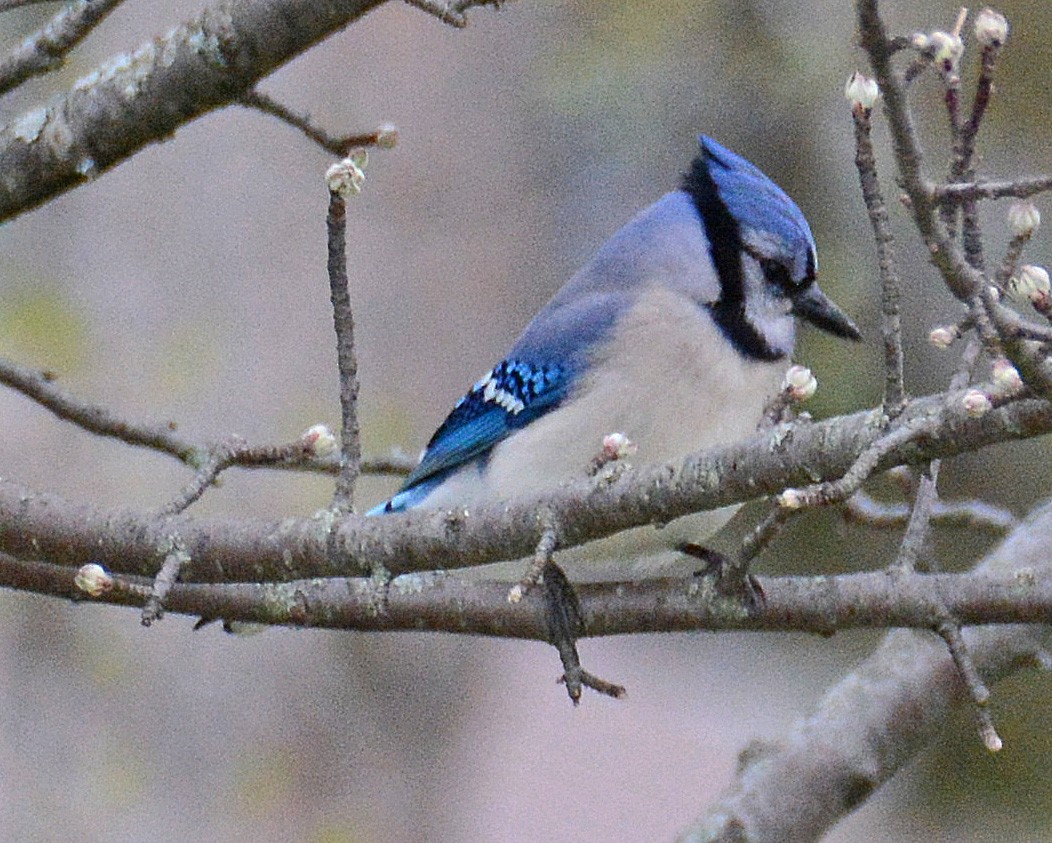 Blauhäher - ML160115651