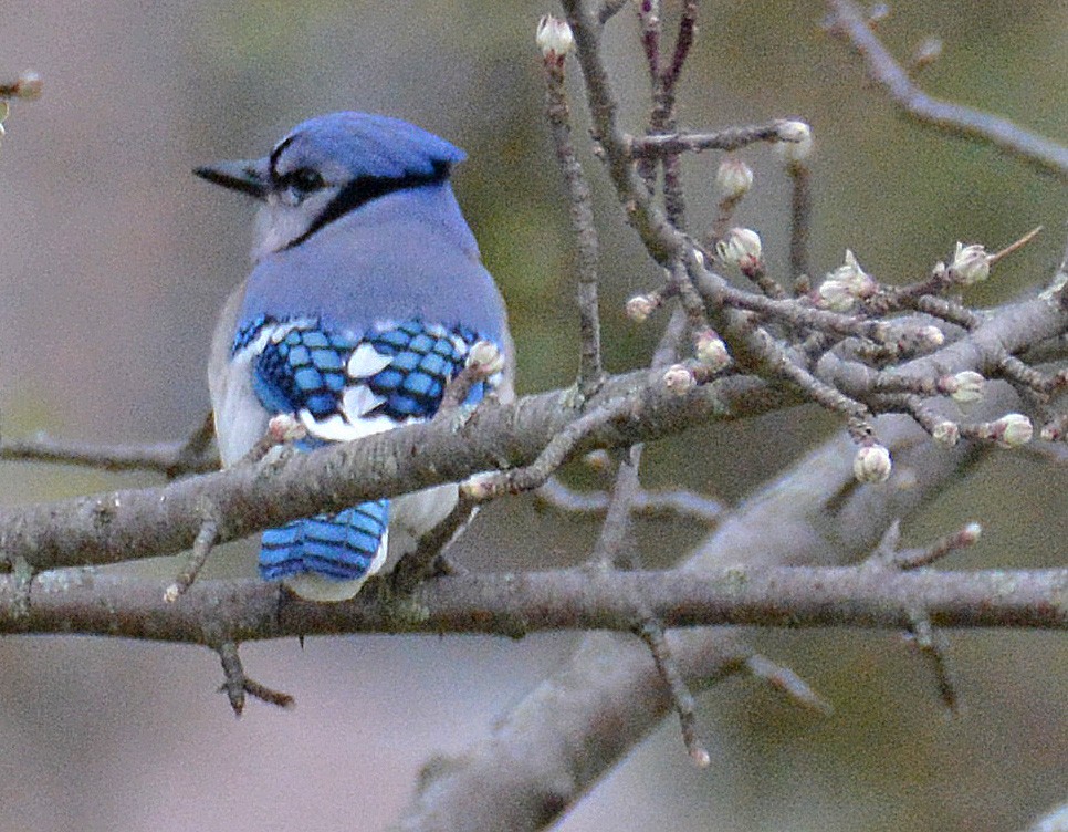 Blue Jay - Kenneth Butler