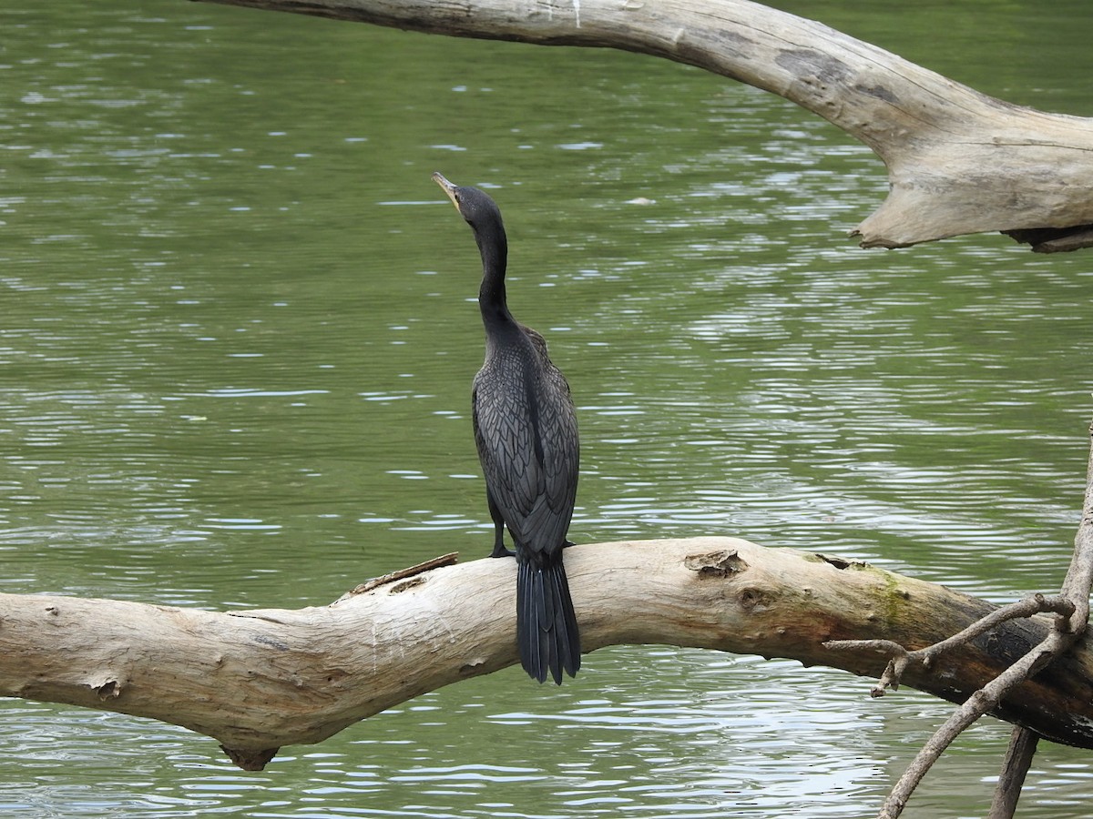 Neotropic Cormorant - Jin Park