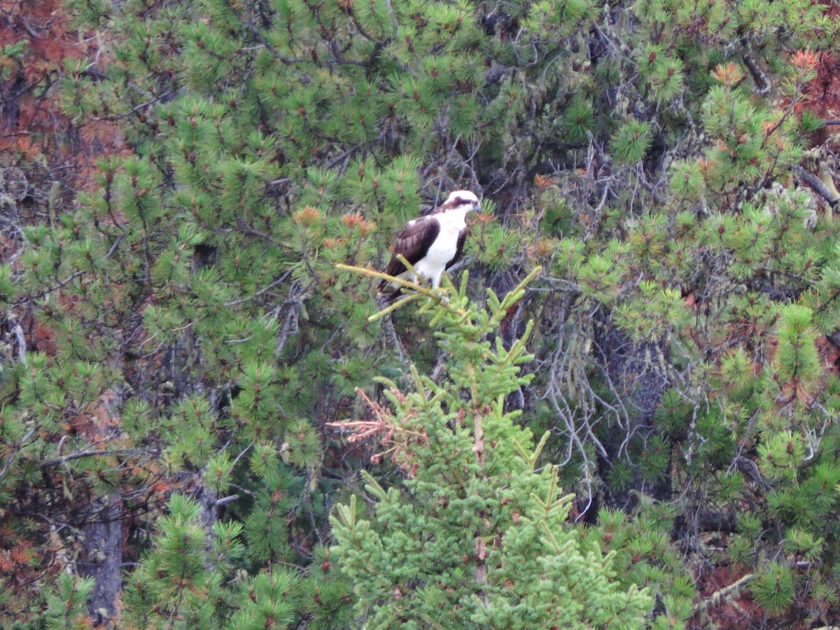 Osprey - ML160119541