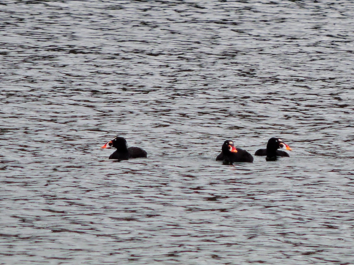 Surf Scoter - ML160119571