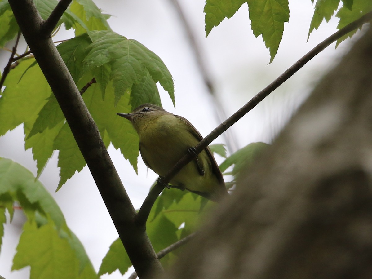 Philadelphia Vireo - ML160119801