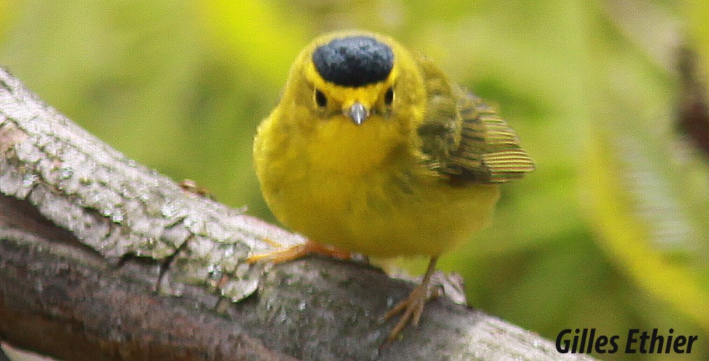 Wilson's Warbler - ML160120371