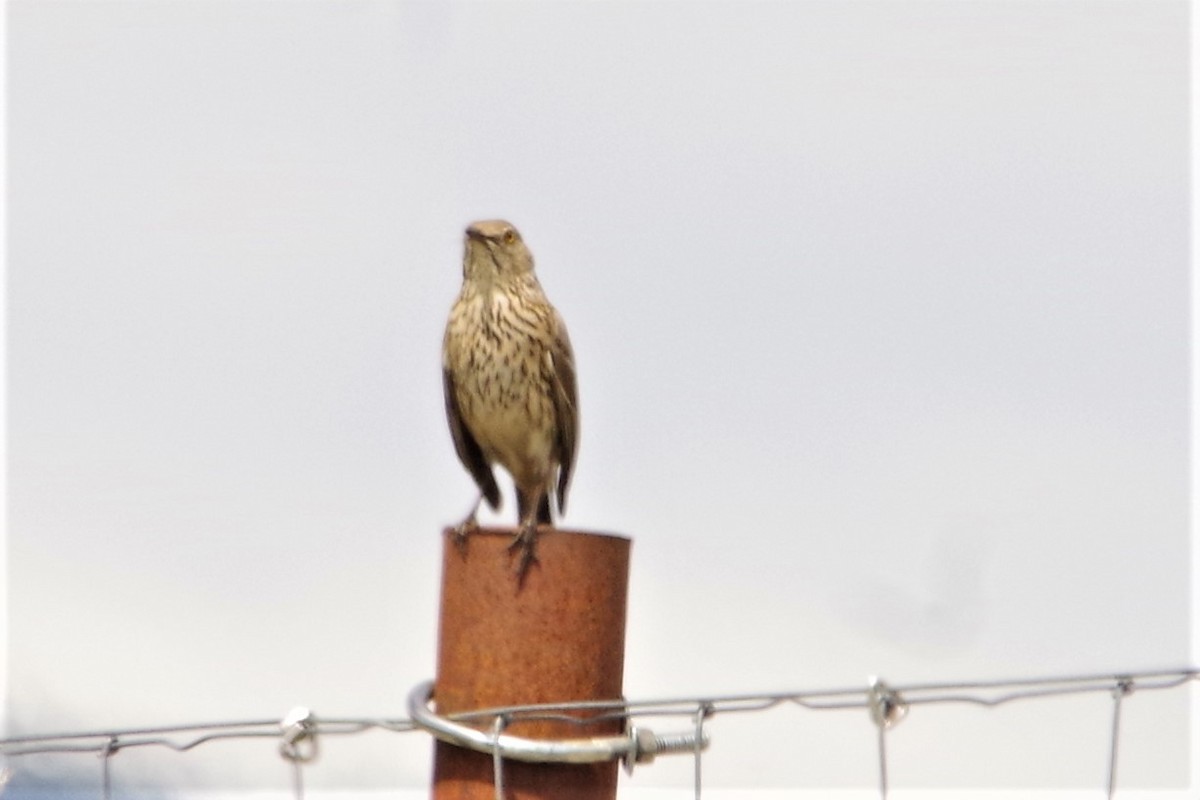 Sage Thrasher - ML160121661