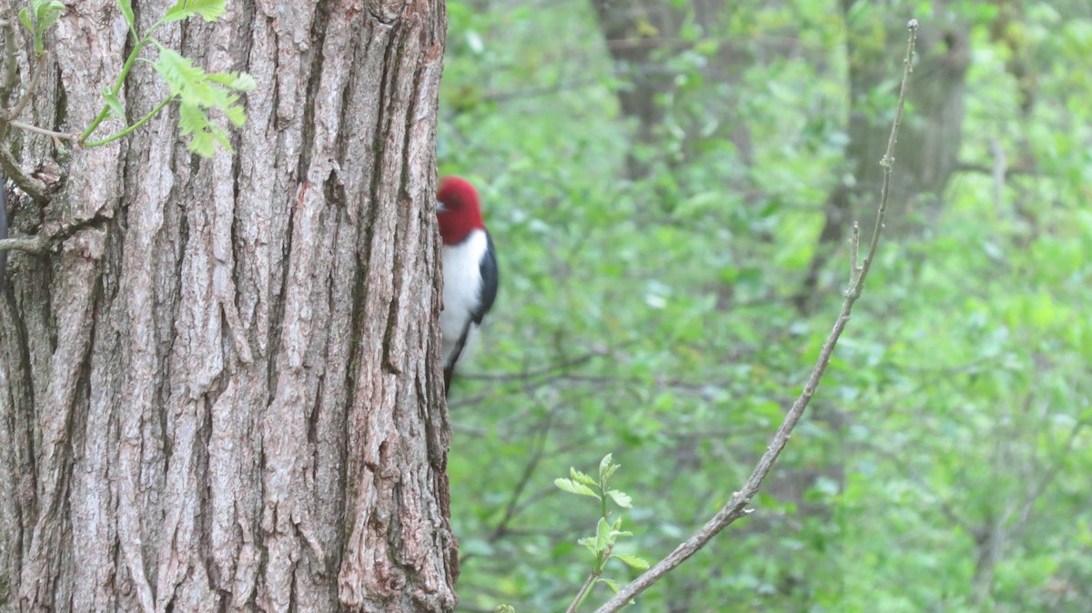 Red-headed Woodpecker - ML160123831