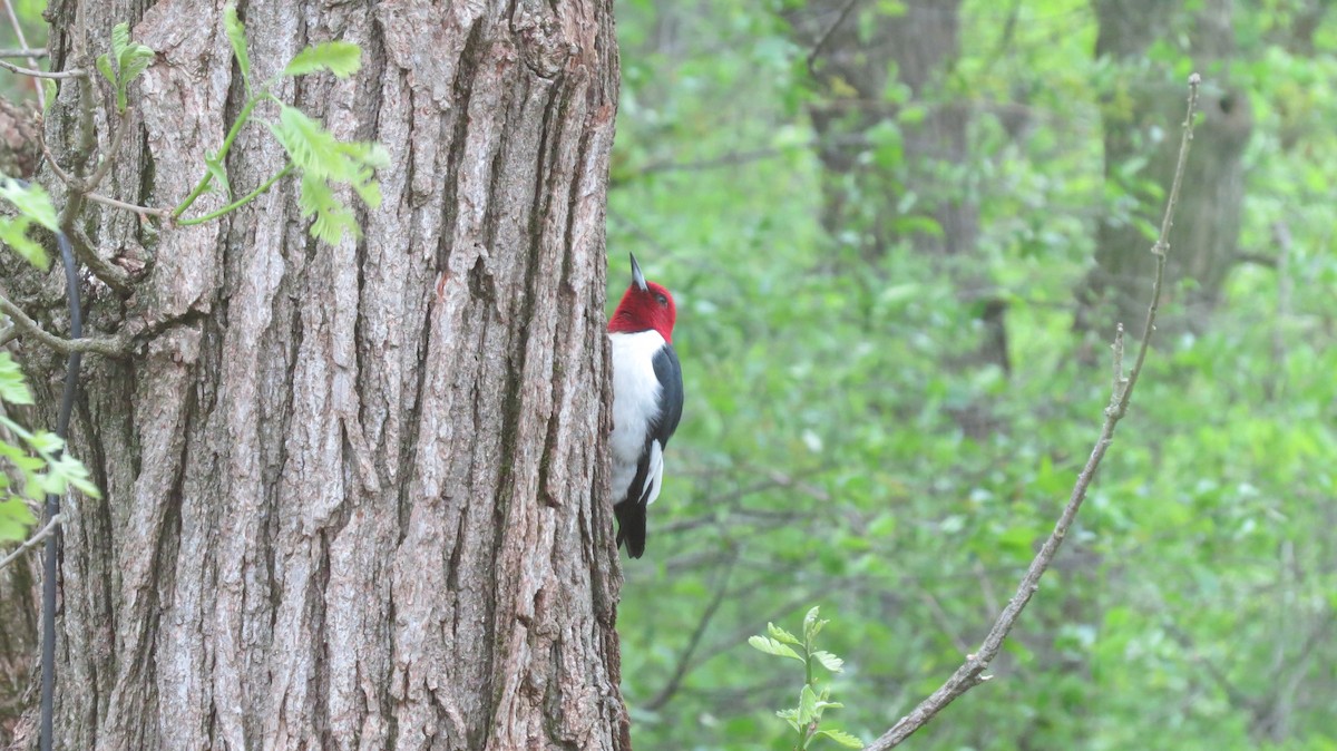 Red-headed Woodpecker - ML160123841