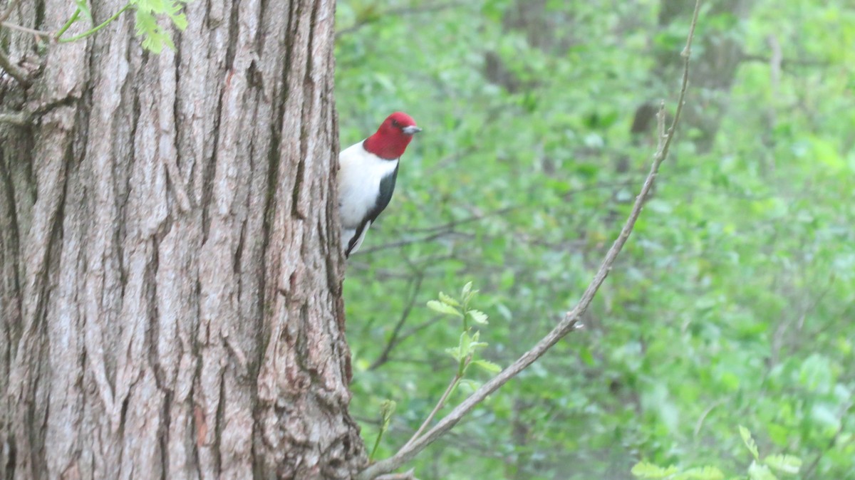 Red-headed Woodpecker - ML160123851