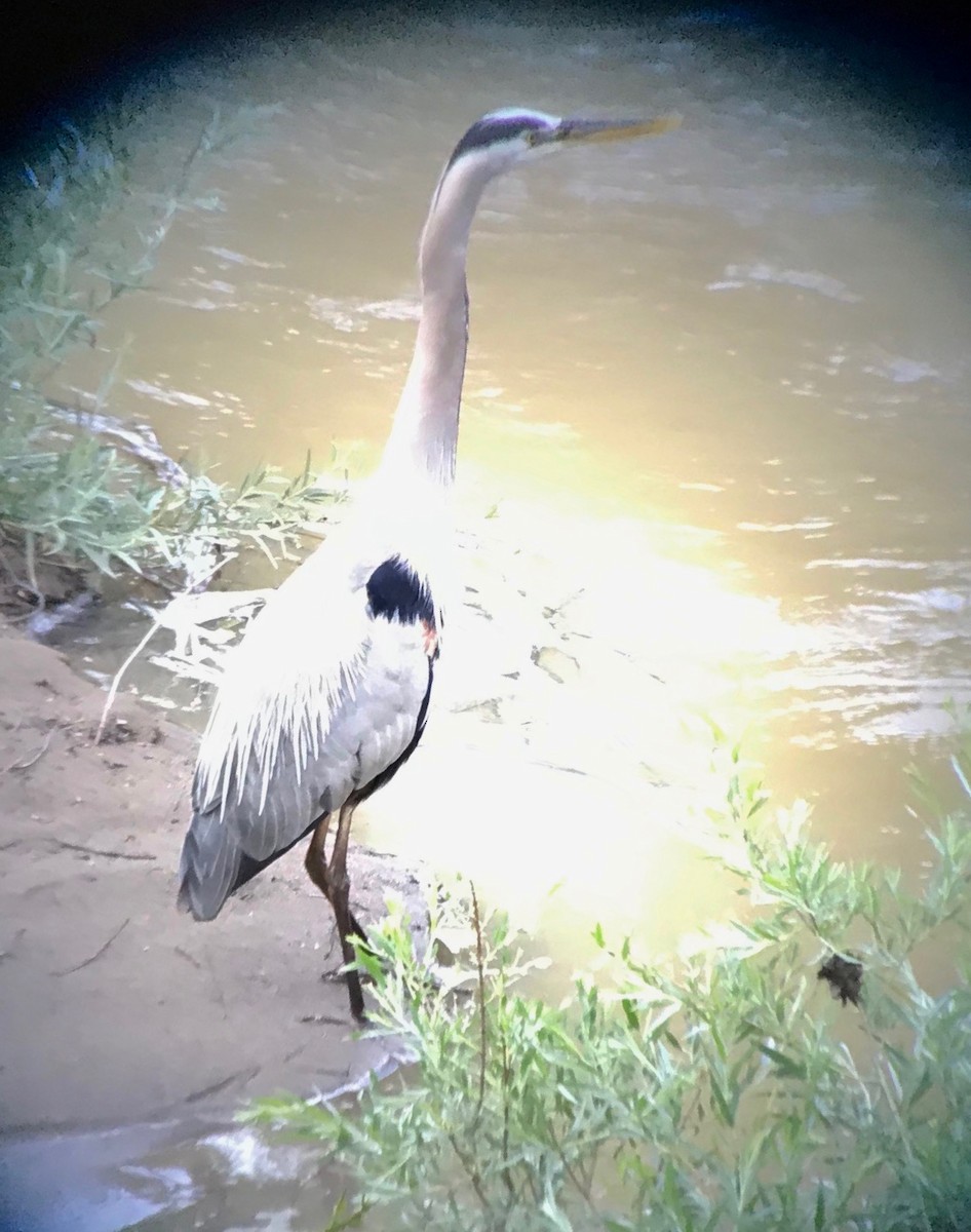 Great Blue Heron - ML160125091