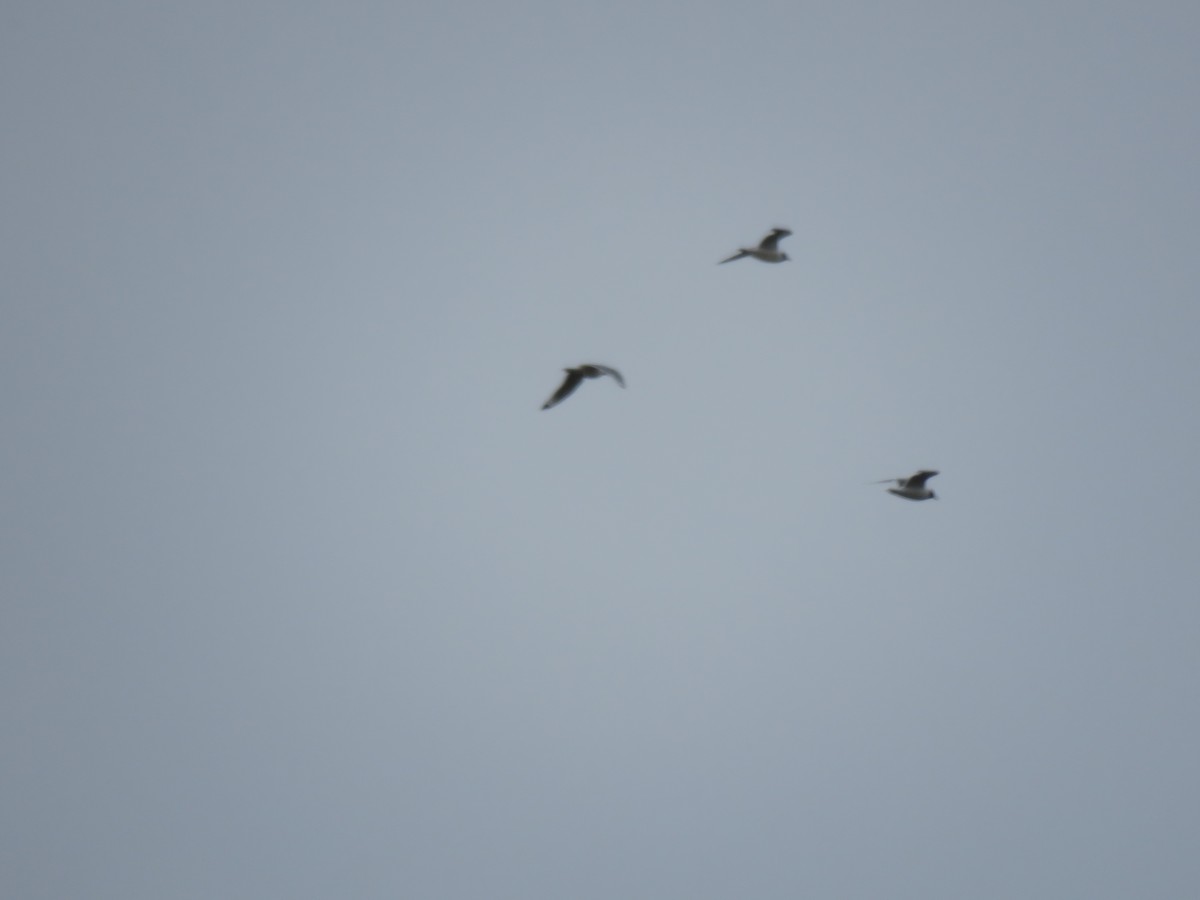 Franklin's Gull - ML160128321