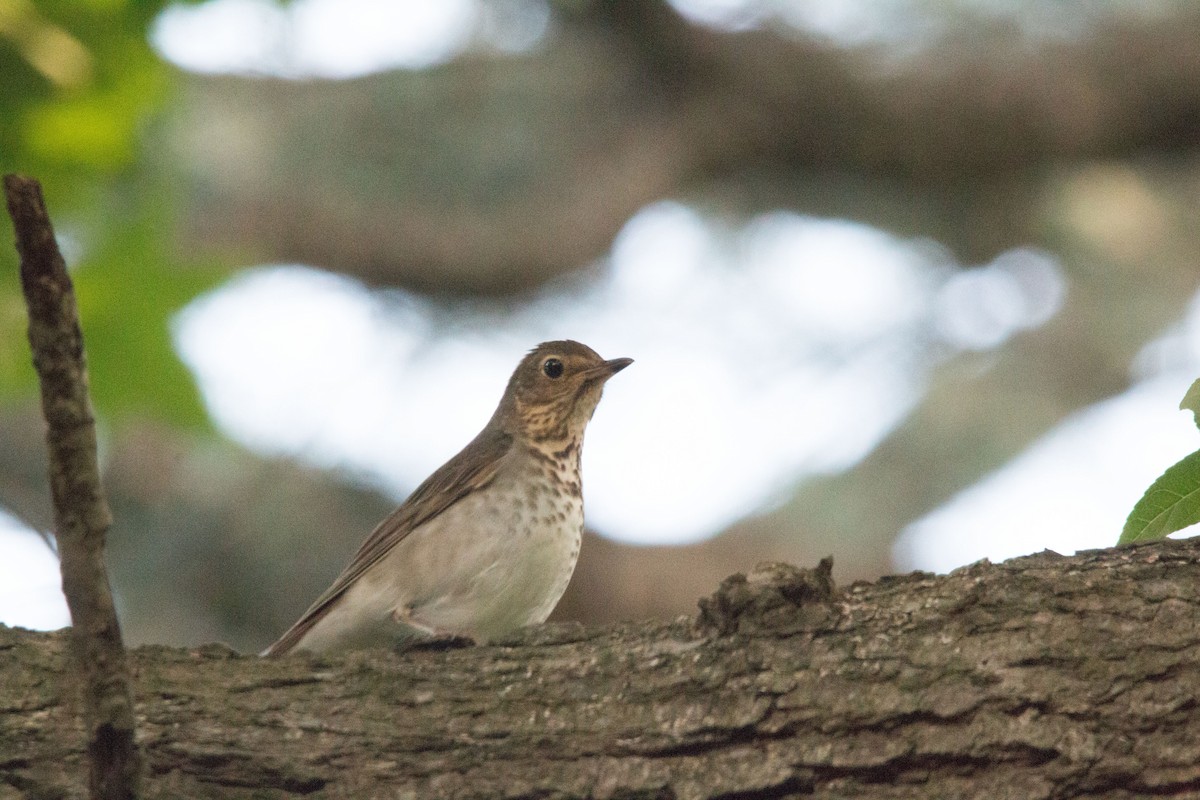 Swainson's Thrush - ML160128691