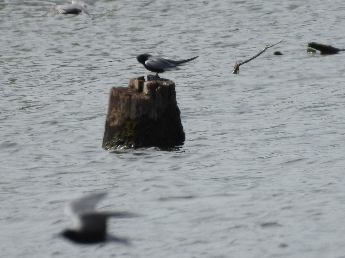 Black Tern - ML160128781