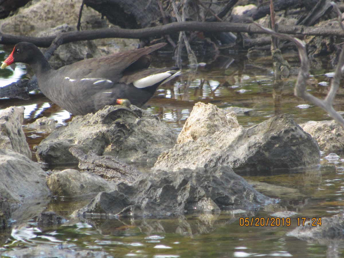 Common Gallinule - ML160129241