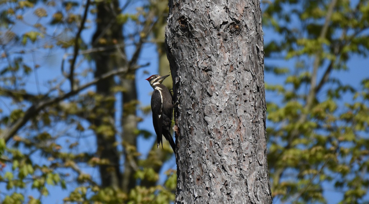 Pileated Woodpecker - ML160129581