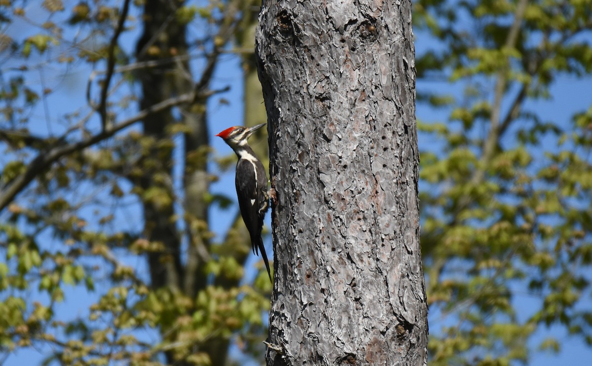 Pileated Woodpecker - ML160129591
