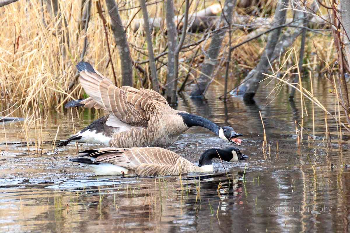 Canada Goose - Brian Murphy