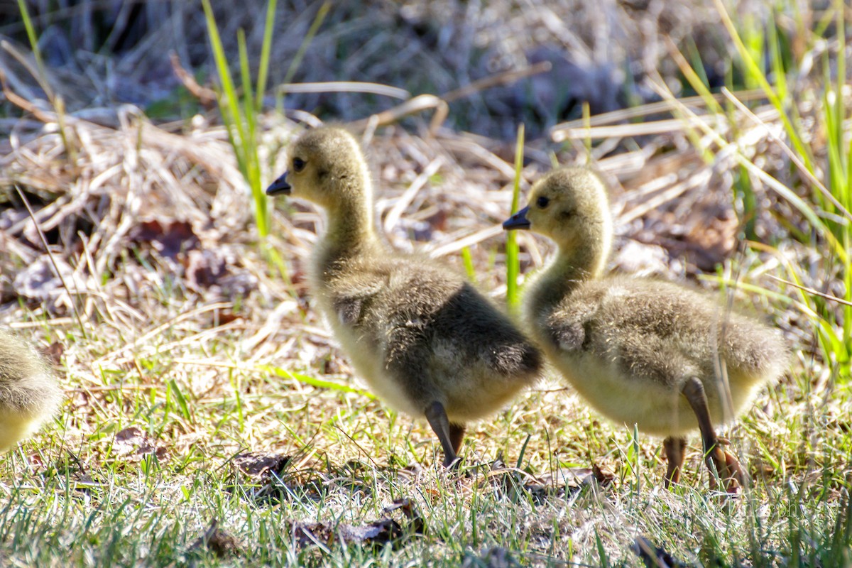 Canada Goose - ML160132521