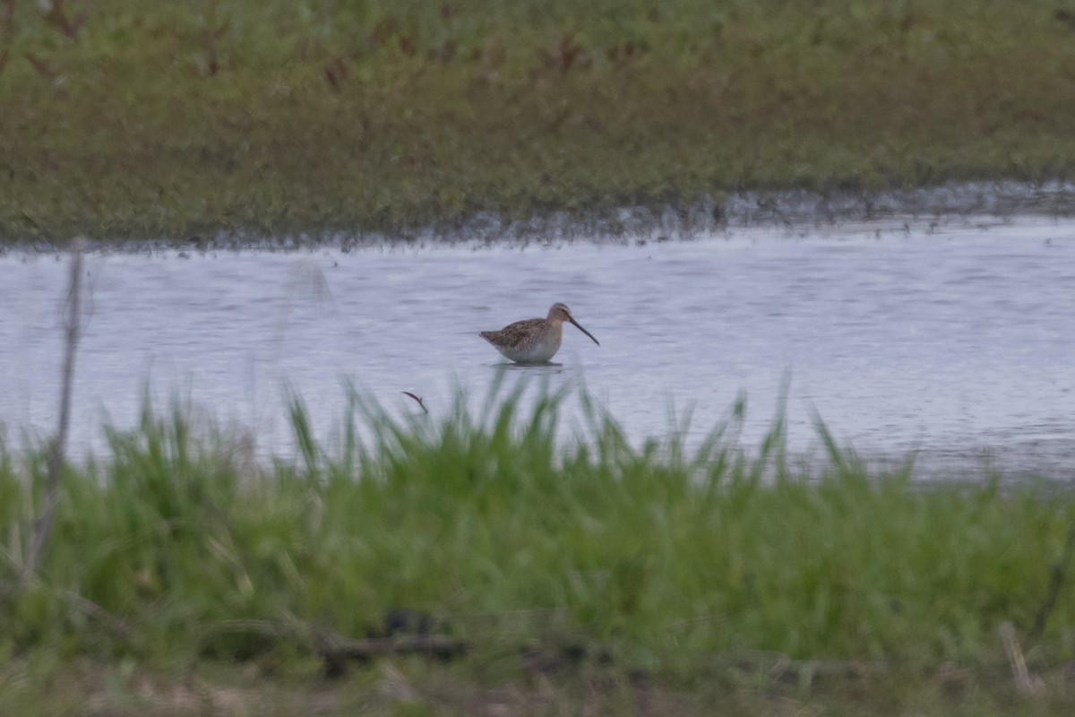 Short-billed Dowitcher (griseus) - ML160132691