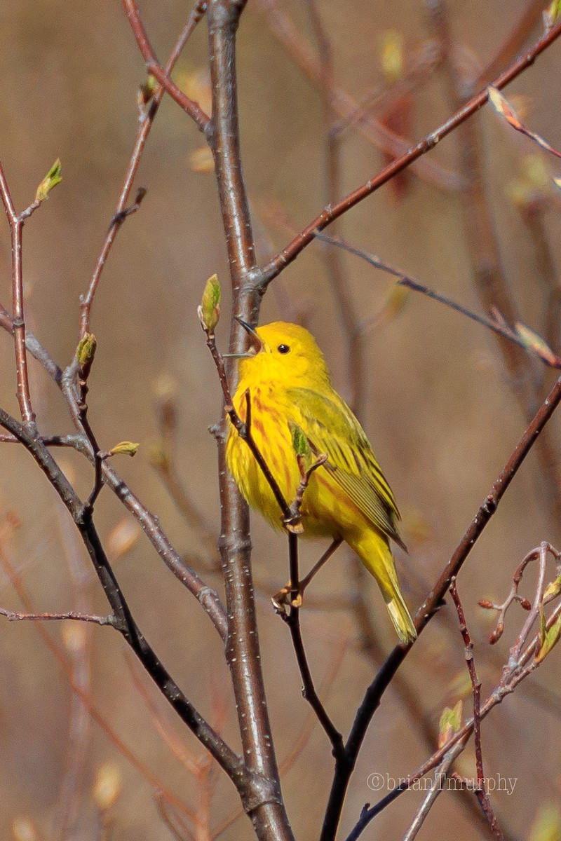 Yellow Warbler - ML160133241