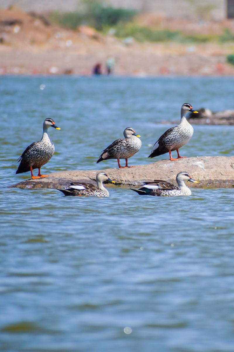 Indian Spot-billed Duck - ML160135051