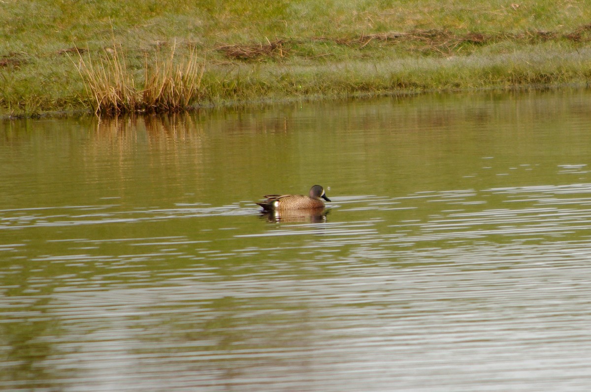 Blue-winged Teal - ML160135211