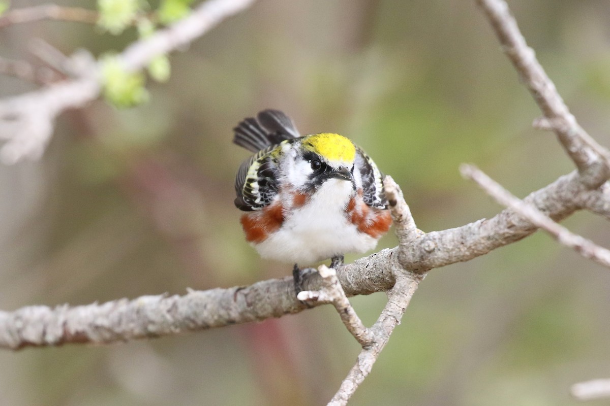 Chestnut-sided Warbler - ML160135641