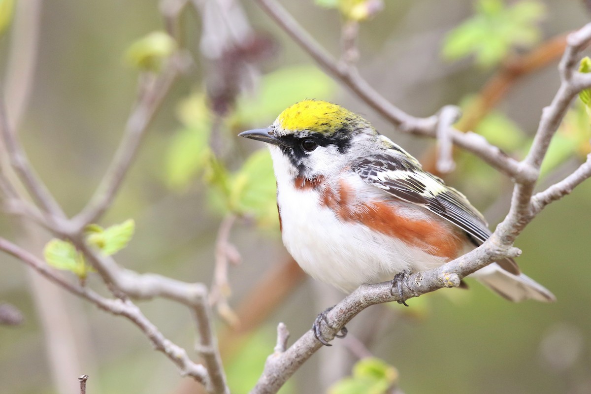 Chestnut-sided Warbler - ML160135701