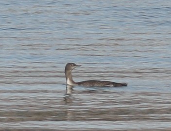 Red-throated Loon - ML160136471