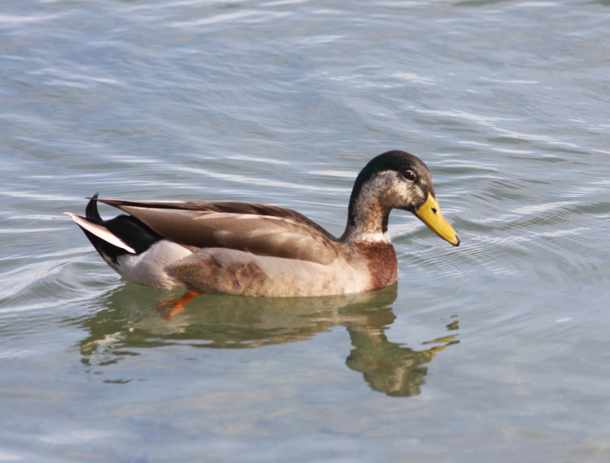 Mallard x Mexican Duck (hybrid) - ML160136801