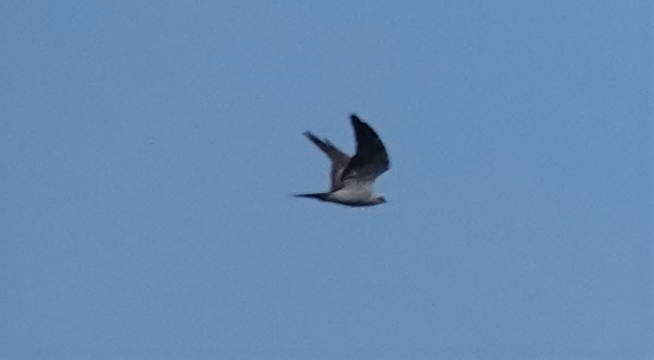 Mississippi Kite - Cynthia Ehlinger