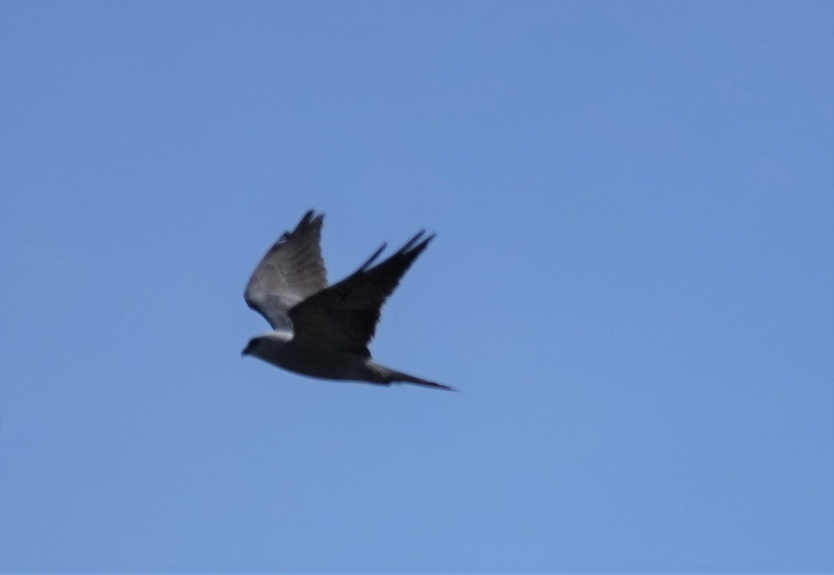 Mississippi Kite - ML160136931