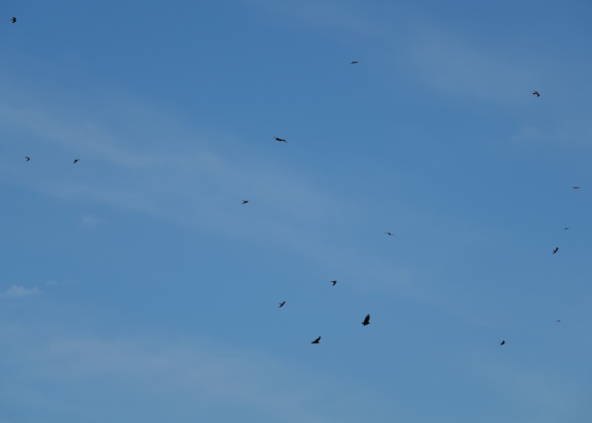 Mississippi Kite - ML160136951