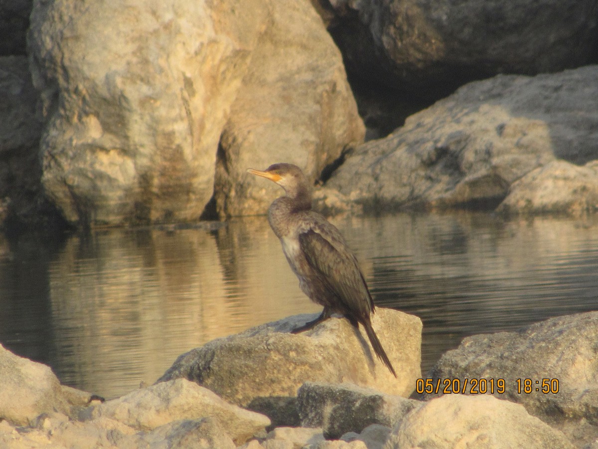 Neotropic Cormorant - Vivian F. Moultrie