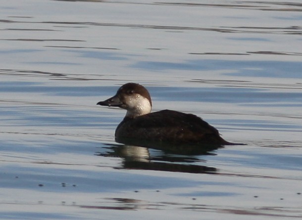 Black Scoter - ML160137301