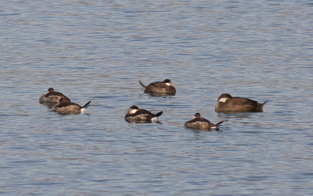 Black Scoter - ML160137501