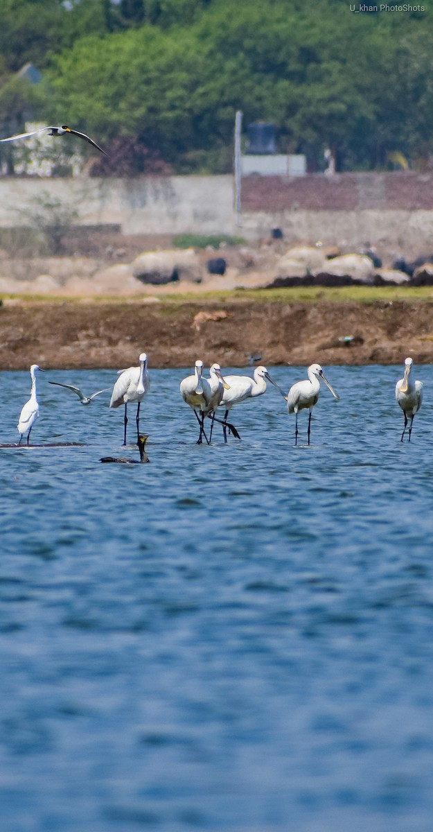 Eurasian Spoonbill - ML160138181