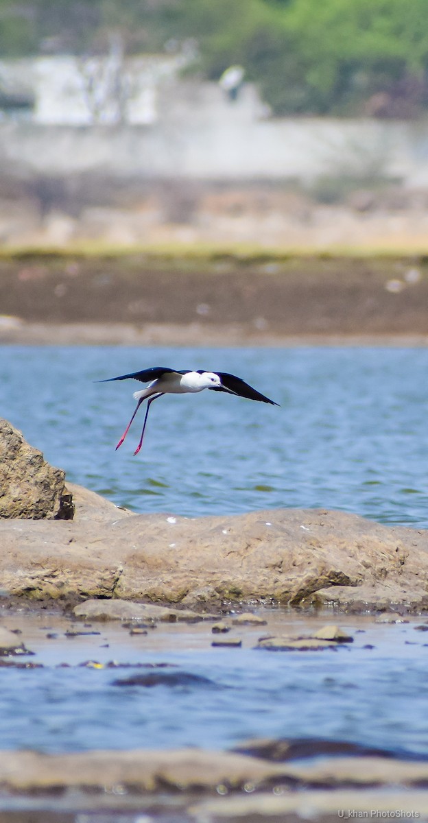 Black-winged Stilt - ML160139031