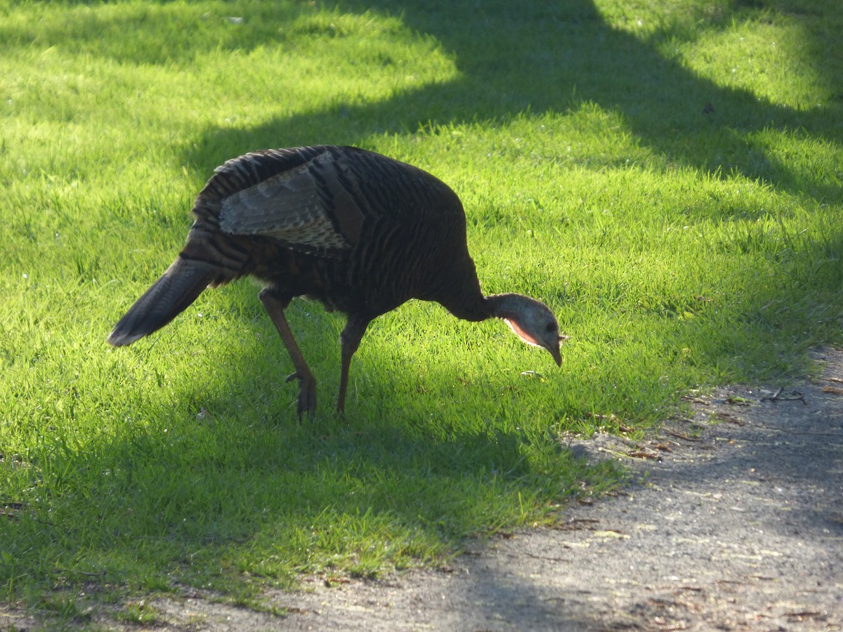 Wild Turkey - ML160139111