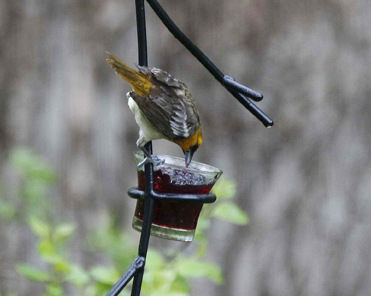 Bullock's Oriole - Joel Schmidt