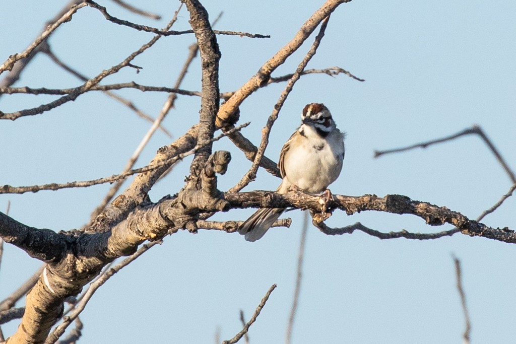 Lark Sparrow - ML160140741