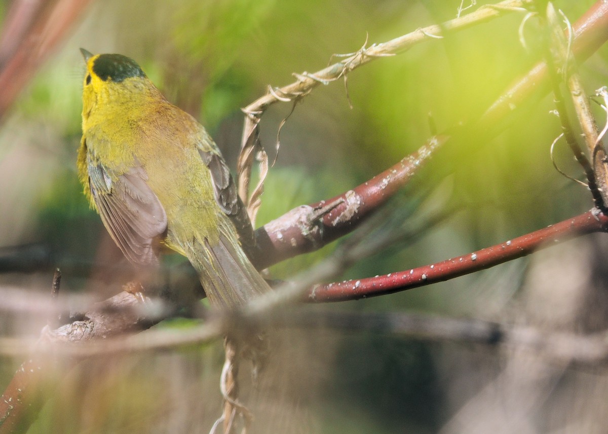 Wilson's Warbler - ML160141231