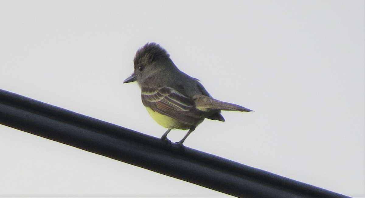 Great Crested Flycatcher - ML160141471