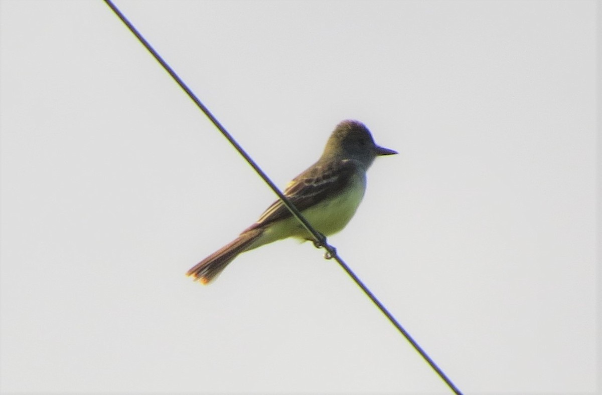 Great Crested Flycatcher - ML160141631