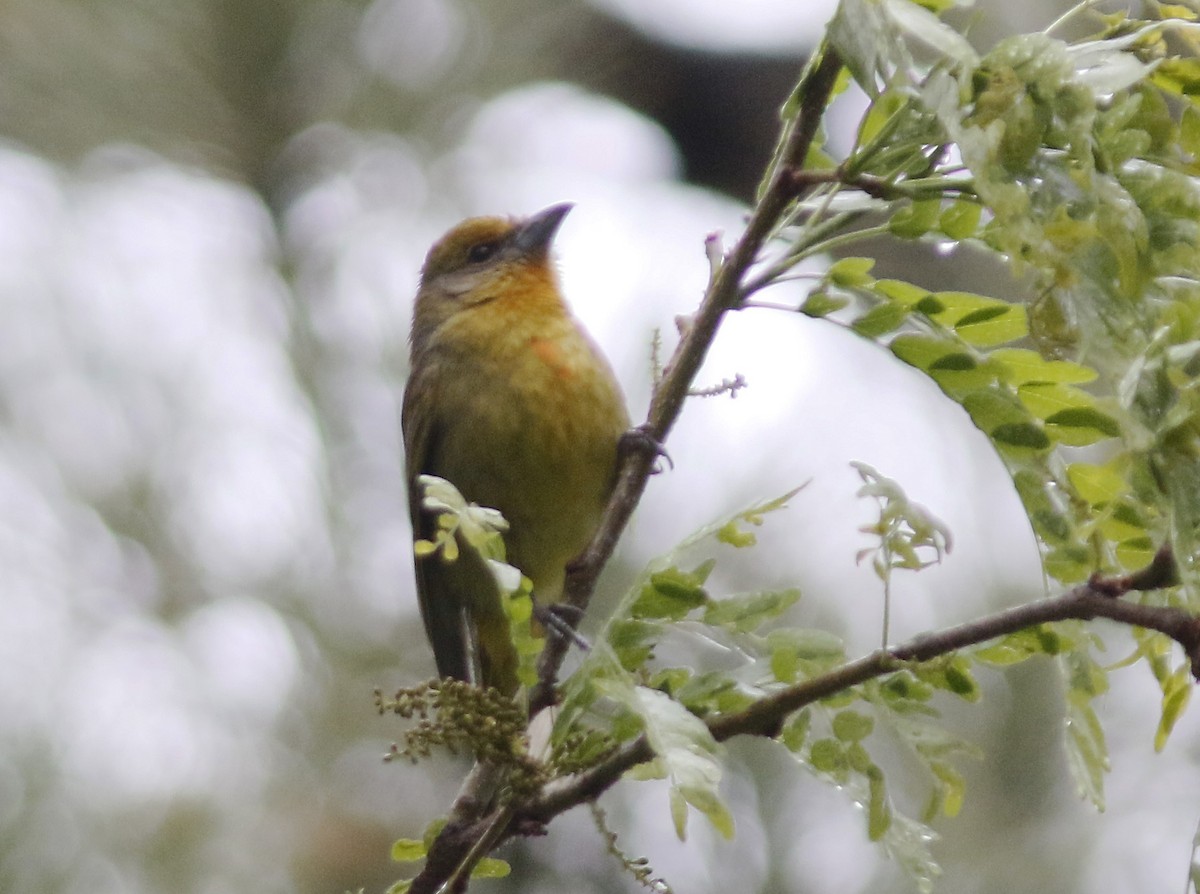 Hepatic Tanager - ML160142831